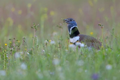 Little bustard (Tetrax tetrax) Outarde canepetière, Sisón Común, Hides De Calera / Great Bustard,