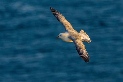 Northern Fulmar (Fulmarus glacialis) flying, Iceland