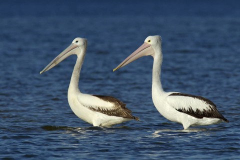 Australian Pelican (Pelecanus conspicillatus), Victoria, Australia