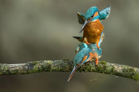 Common Kingfisher (Alcedo atthis) pair mating, Lower Saxony, Germany