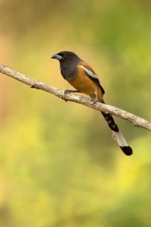 Rufous Treepie (Dendrocitta vagabunda) perched on a branch, Kerala, India