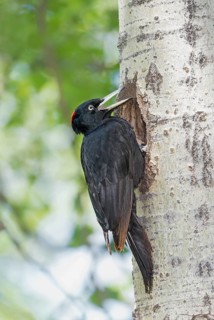 Black Woodpecker (Dryocopus martius) female at nest hole in tree, Aosta Valley, Italy