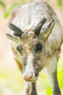 Reindeer (Rangifer tarandus) portrait, Bavaria, Germany