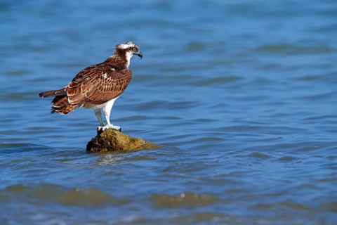 An osprey looking for food, (Pandiaon haliaetus), family of birds of prey, biotope, habitat,