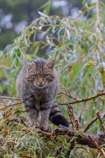 One European wildcat, Felis silvestris silvestris, resting in a green weeping willow tree. Green