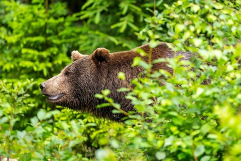 Eurasian brown bear (Ursus arctos arctos) standing between bushes, Bavarian Forest, Bavaria,