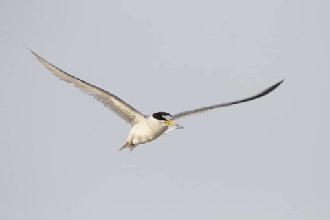 Least Tern (Sternula antillarum) flying with fish prey in beak, Texas, USA