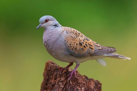 Turtle Dove, (Streptopelia turtur), Animals, Birds, Pigeons, Lesbos Island, Greece, Tiszaalp-r -