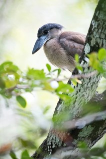 Boat-billed Heron (Cochlearius cochlearius phillipsi) juvenile perched on a branch, Peten,
