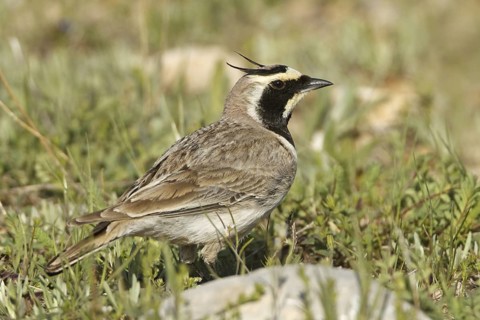 Horned Lark (Eremophila alpestris), Turkey