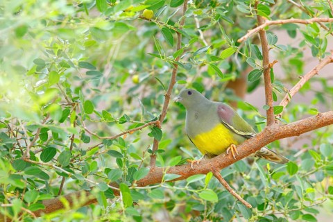 Waalia pigeon, (Treron waalia), family of pigeons, animals, birds, Middle East, pigeons, perch, Ayn