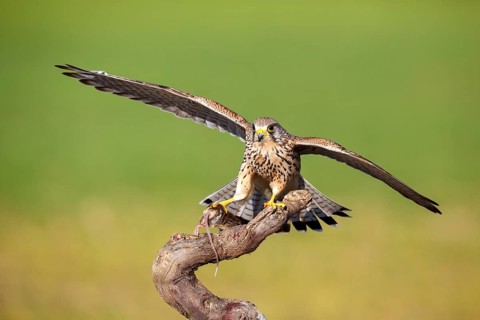 Common Kestrel (Falco tinnunculus) female with prey, Castile-La Mancha, Spain