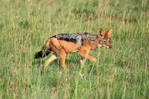 Black-backed jackal (Lupulella mesomelas), adult, running, foraging, Mountain Zebra National Park,