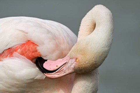 Pink flamingo (Phoenicopterus roseus), preening its feathers, Camargue Regional Nature Park,
