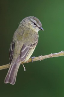 Planalto Tyrannulet (Phyllomyias fasciatus) perched on a branch in the Atlantic rainforest of