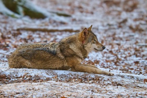 A lying wolf on snow-covered ground in the forest, winter, wolf (Canis lupus), Germany