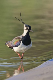 Northern Lapwing (Vanellus vanellus) male, North Rhine-Westphalia, Germany