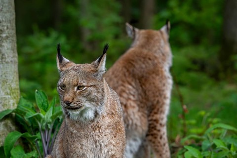 Close-up of two Eurasian lynxes (Lynx lynx) hunting in forest, wood