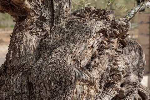 Gnarled, textured bark of a very old olive tree (Olea europaea), Majorca, Balearic Islands, Spain