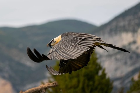 Bearded Vulture (Gypaetus barbatus) adult bird in flight with mountains in the backround, Pyrenees,