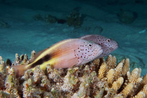Black-sided hawkfish (Paracirrhites forsteri)