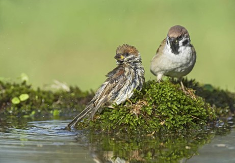 Eurasian Tree Sparrow (Passer montanus) at a waterhole, Aosta Valley, Italy