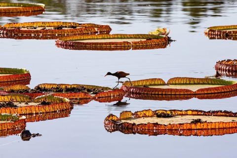 Red-fronted leaflet (Jacana jacana) Pantanal Brazil