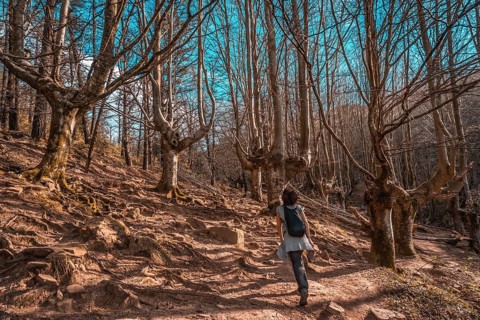 A young woman walking through the beech tree of Mount Adarra in Guipuzcoa. Basque Country