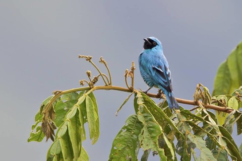 Swallow-Tanager (Tersina viridis) perched on a branch in Bolivia, South America