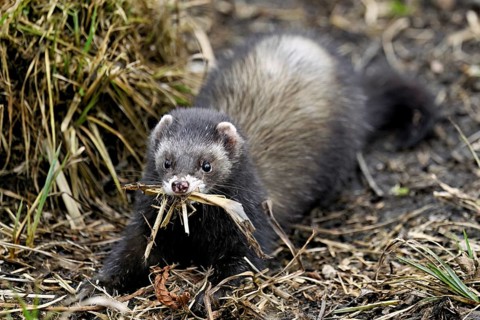 European polecat (Mustela putorius) or wood polecat, with nesting material in mouth, captive,