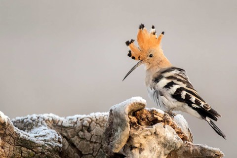 Eurasian Hoopoe (Upupa epops), Castile-La Mancha, Spain
