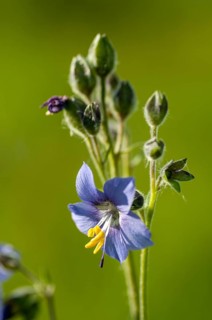 Blue ladder, Finland, Greek Valerian, ladder family, Jacob's ladder, Polemoniaceae, Polemonium