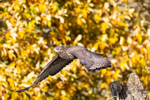 Common buzzard (Buteo buteo) Germany