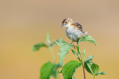 Zitting Cisticola (Cisticola juncidis) perched on a branch, Istria, Croatia