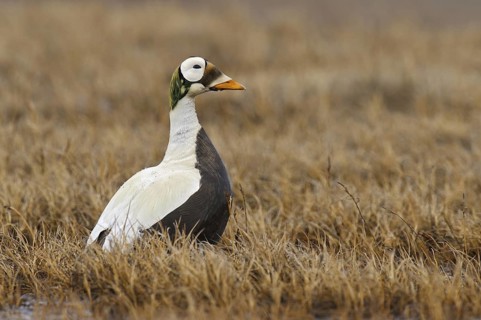 Spectacled Eider (Somateria fischeri) male, Alaska, USA