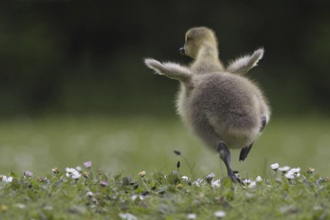 Canada Goose (Branta canadensis) chick, North Rhine-Westphalia, Germany