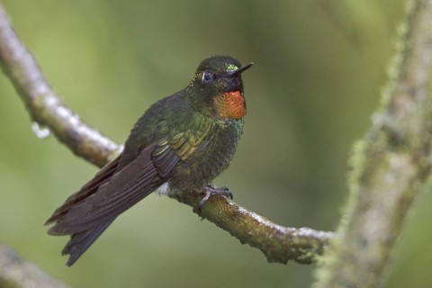 Flame-throated Sunangel (Heliangelus micraster), Ecuador