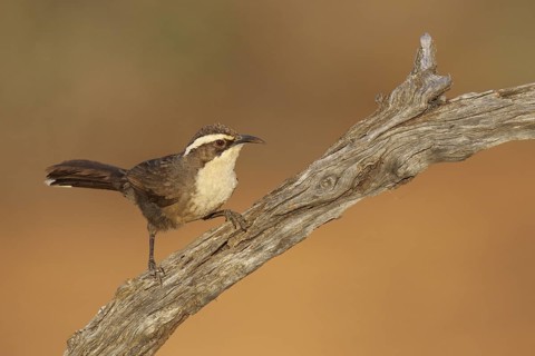 White-browed Babbler (Pomatostomus superciliosus), Victoria, Australia
