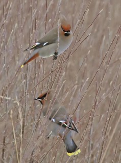 Bohemian Waxwing (Bombycilla garrulus), Saskatchewan, Canada