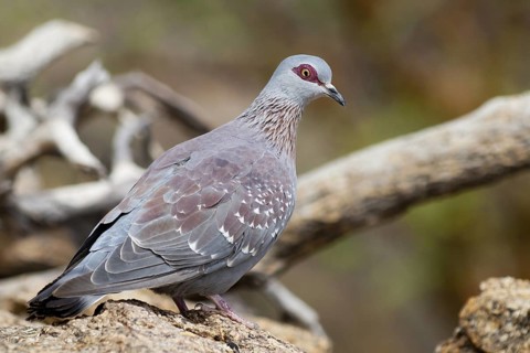 Speckled Pigeon (Columba guinea), Namibia