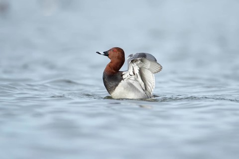 Common pochard duck (Aythya ferina) adult male bird flapping its wings on a lake, England, United