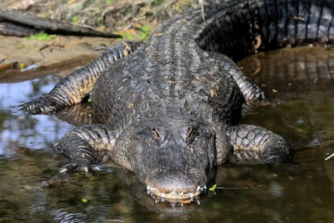 Mississippi Alligator (Alligator mississippiensis), pike alligator, adult, lying, friendly,