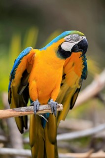Yellow-breasted Macaw (Ara ararauna), adult, on wait, South America