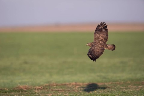 Buzzard (Buteo buteo), Spanish imperial eagle, Extremadura, Castilla La Mancha, Spain