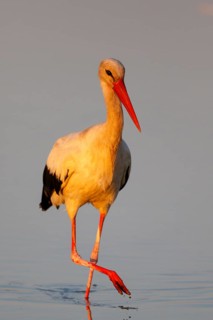 White Stork (Ciconia ciconia) foraging in shallow water, Lesvos, Greece