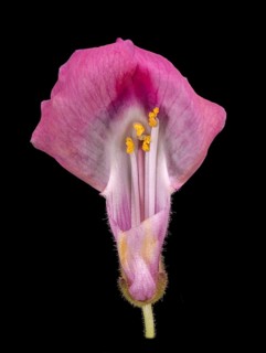 Common snapdragon (Antirrhinum majus), flower cut open, Germany