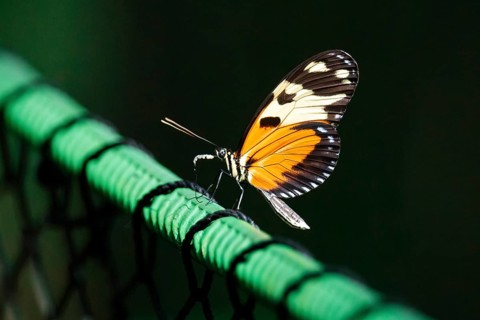 A tiger longwing butterfly, Heliconius hecale, perches delicately on a vibrant green mesh against a