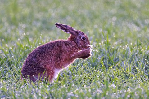 European hare (Lepus europaeus) with icebeard on a hoarfrost-covered meadow, Lake Dümmer, Germany