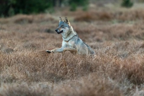 One young male eurasian gray wolf (Canis lupus lupus) running over a meadow with tall grass. A dark