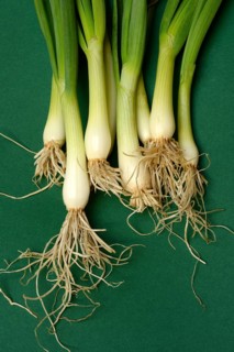 Spring onion with roots, Onion
